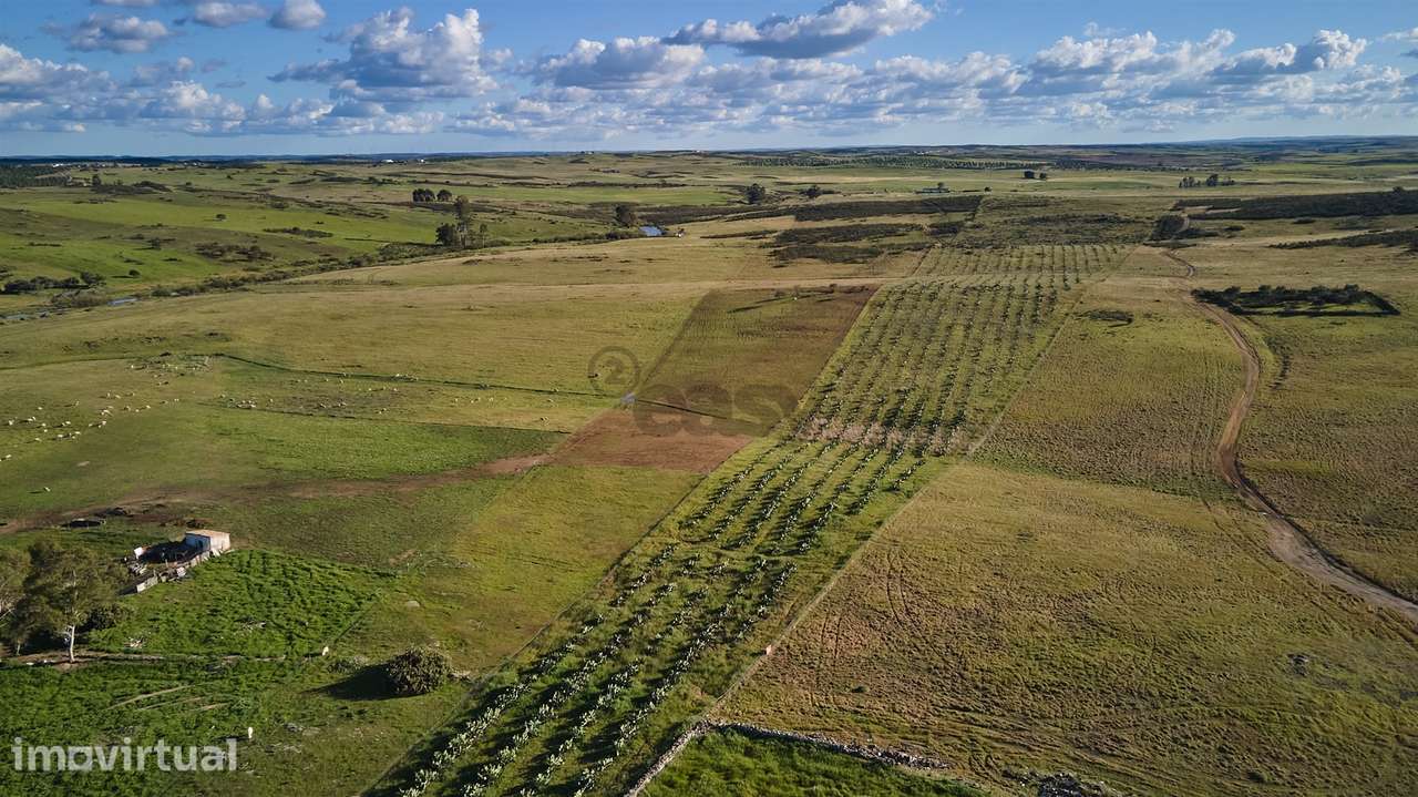 Terreno rústico 5,575 ha, Plantação de Figueira Índia, São Marcos da A - Grande imagem: 3/39