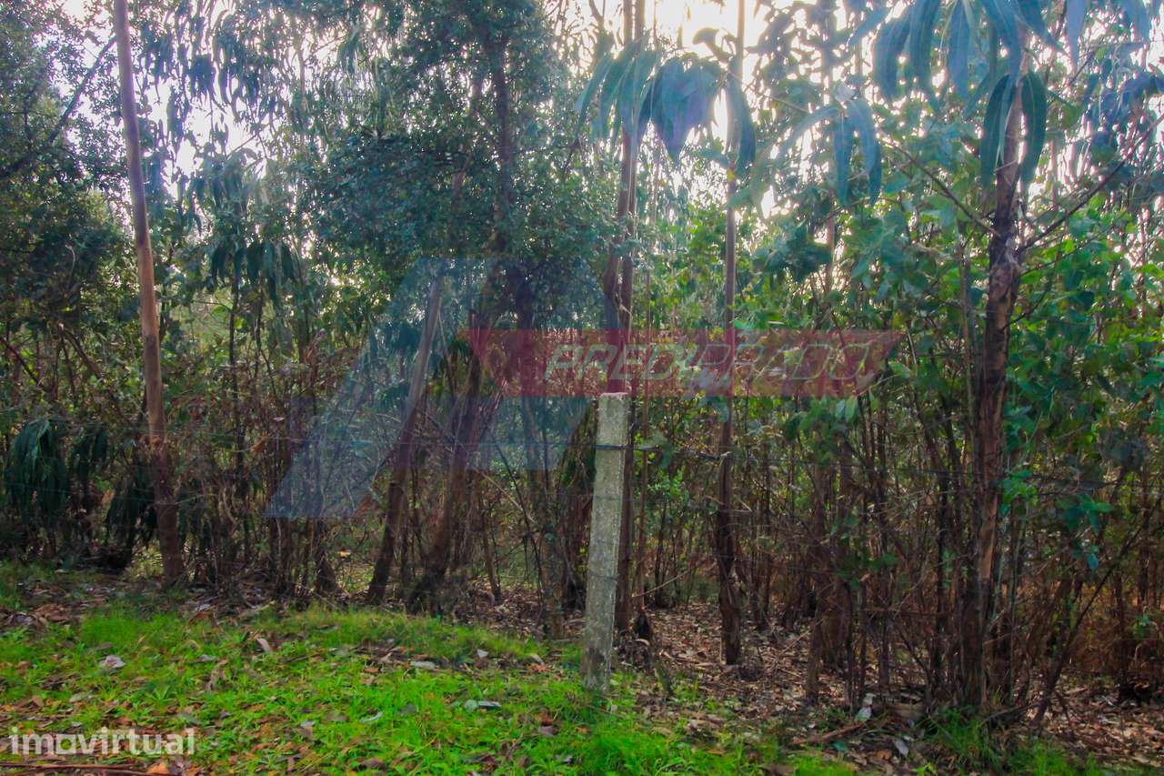 Terreno Florestal com 11822m2! - Grande imagem: 3/9
