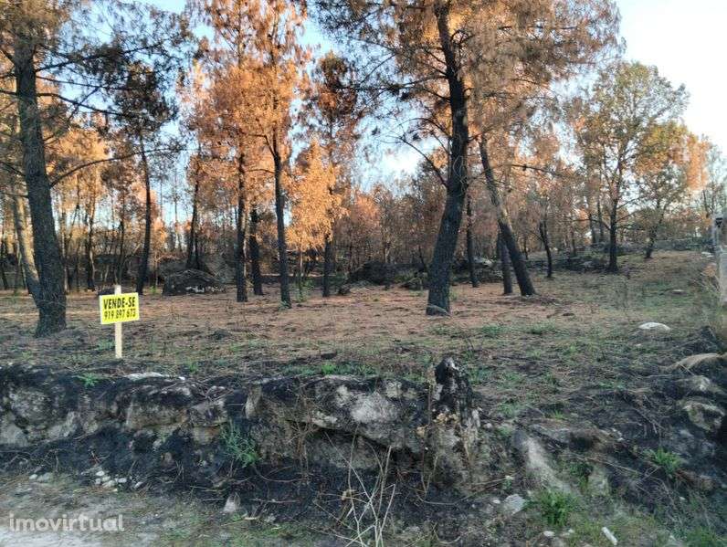 Terreno Rústico 7385 m2 - LAMOSA - SERNANCELHE - Grande imagem: 3/12