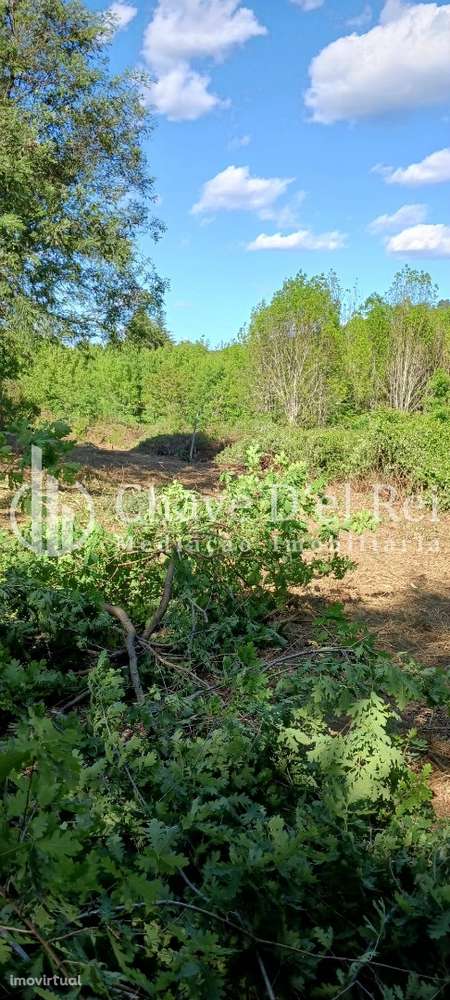 Quintinha  Venda em São Miguel do Mato,Vouzela - Grande imagem: 5/10
