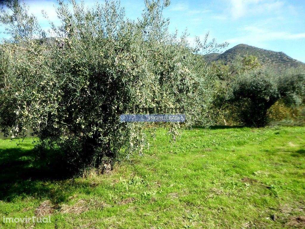 Quinta 245ha, Olival produtivo, Vinha produtiva. Foz Côa. Portugal,... - Grande imagem: 3/9