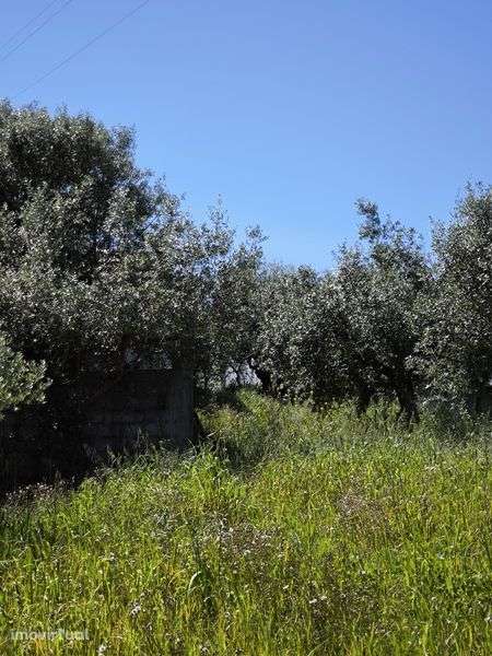 terreno rústico com parcela urbana - Grande imagem: 5/11