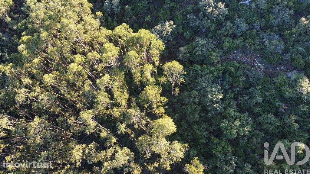 Terreno em Chãos de 14600,00 m2 - Grande imagem: 2/30