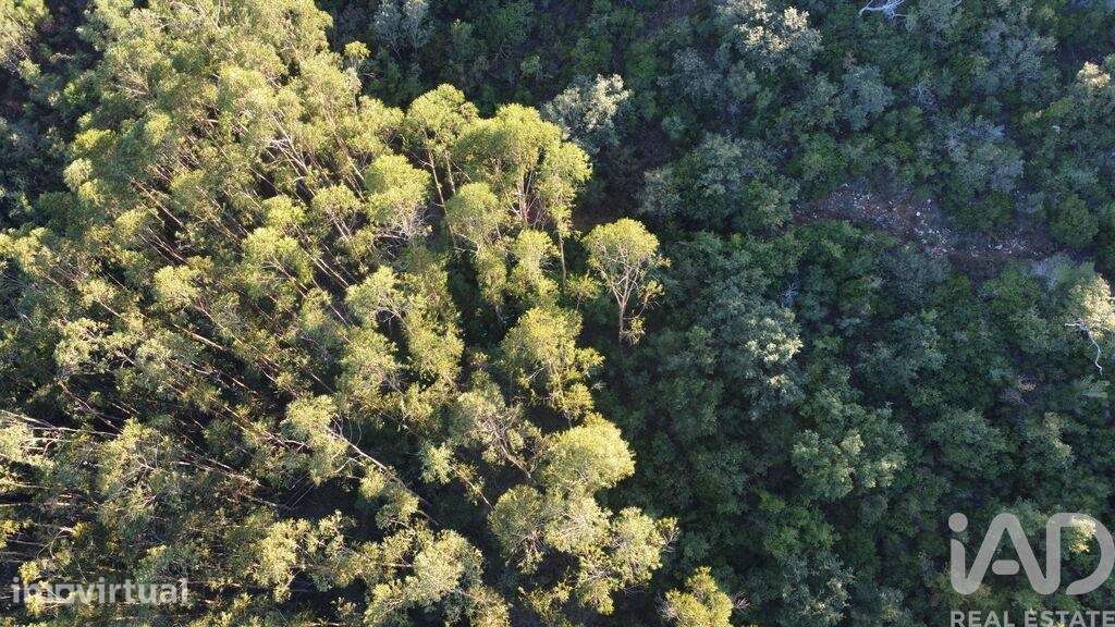 Terreno em Chãos de 14600,00 m2 - Grande imagem: 2/30