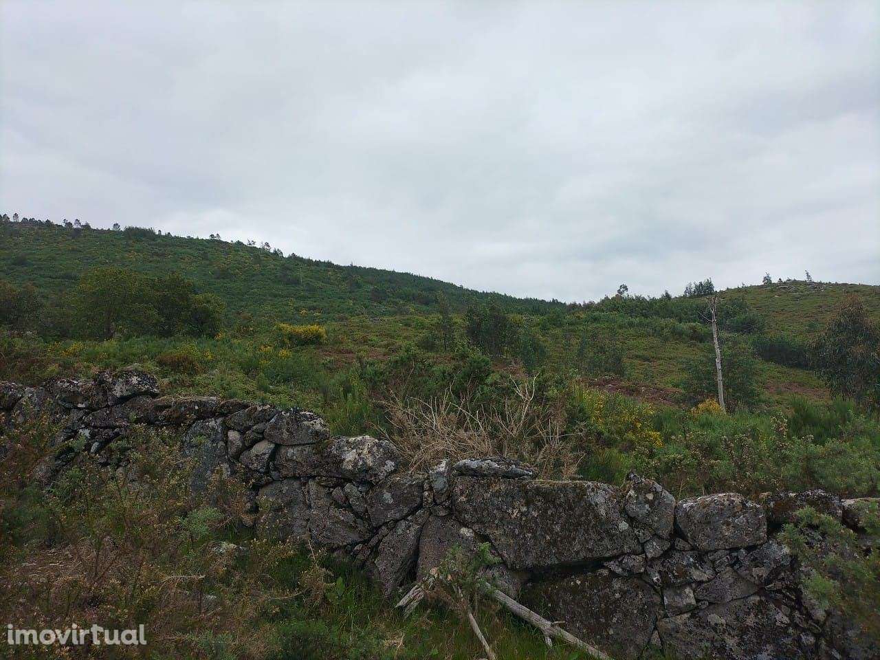 Terreno VIEIRA DO MINHO - Grande imagem: 3/3