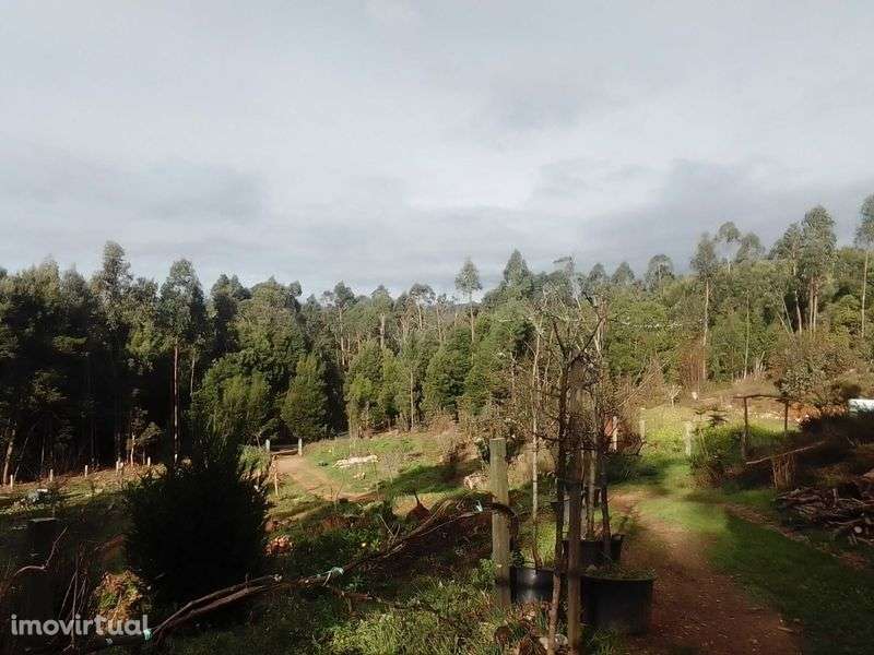 bonito terreno rustico a 5 km de Caminha. - Grande imagem: 3/5