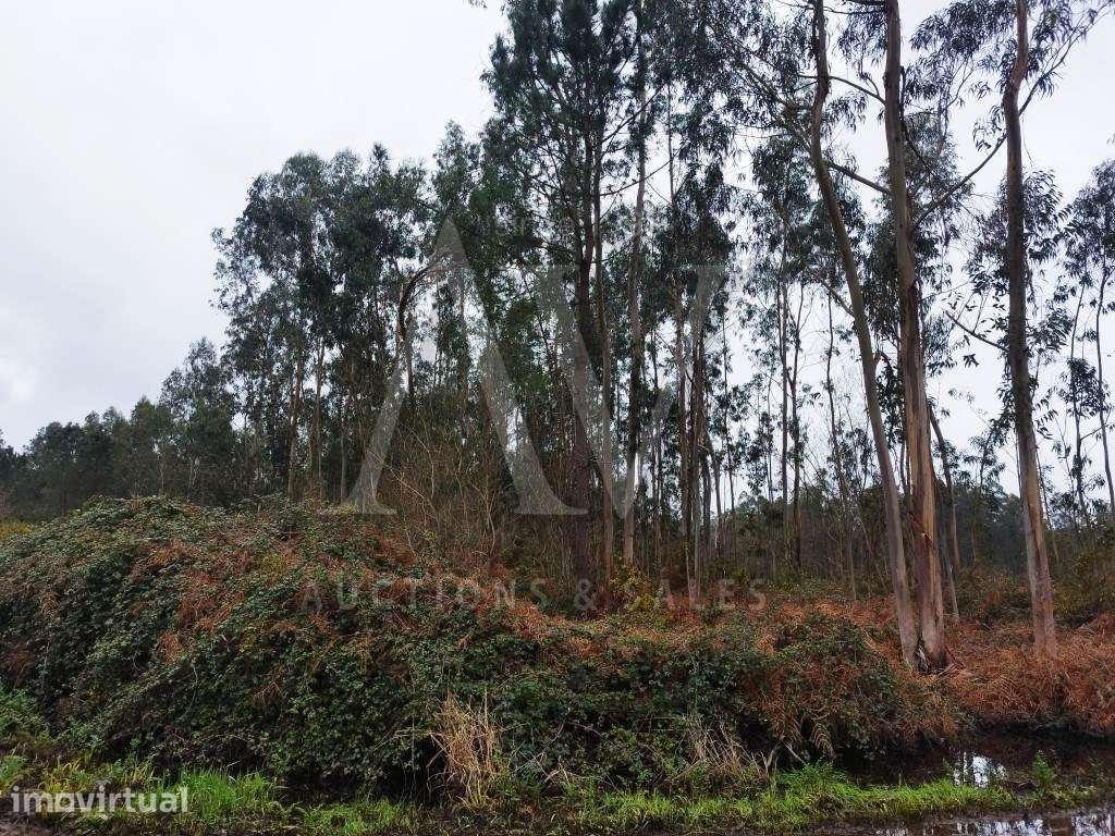 Terrenos Rústicos - Carvalheiro - FEBRES - CANTANHEDE - | LEILÃO EL... - Grande imagem: 2/12