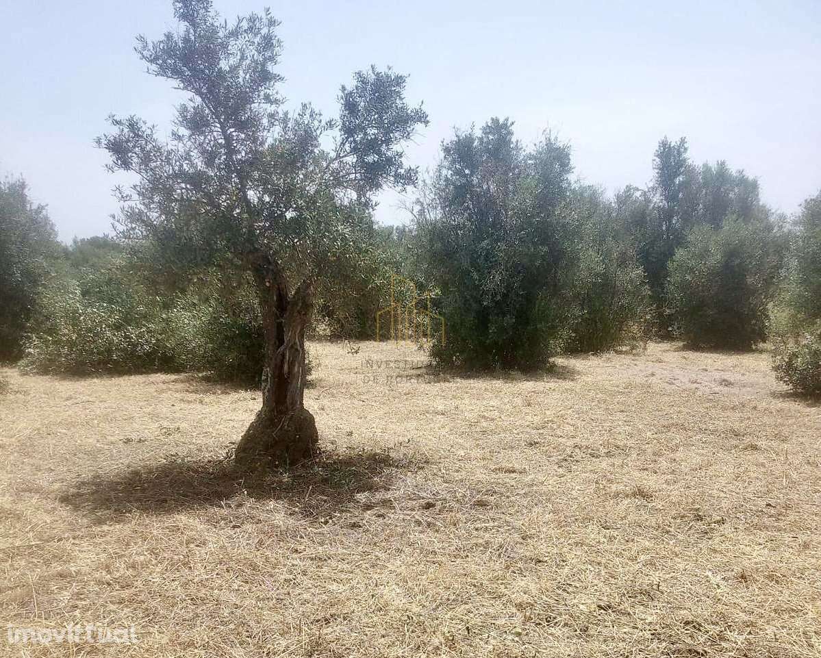 Terreno rústico com Olival em Campinho - Grande imagem: 3/5