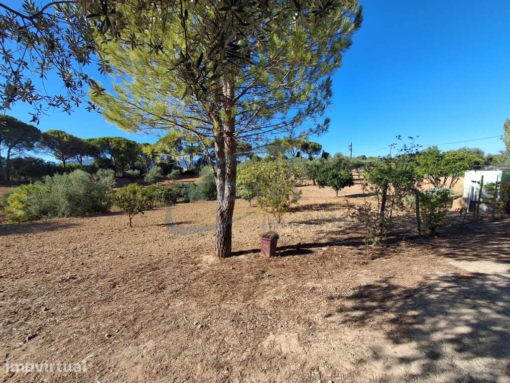 Propriedade com Benfeitoria em Torres Novas - Um Refúgio no Campo - Grande imagem: 5/26