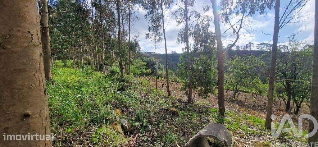 Terreno em Mafra de 8875,00 m2 - Grande imagem: 5/28