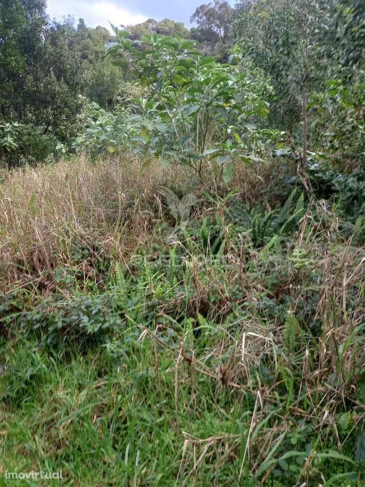 Terreno Rustico nos Biscoitos - Grande imagem: 2/6