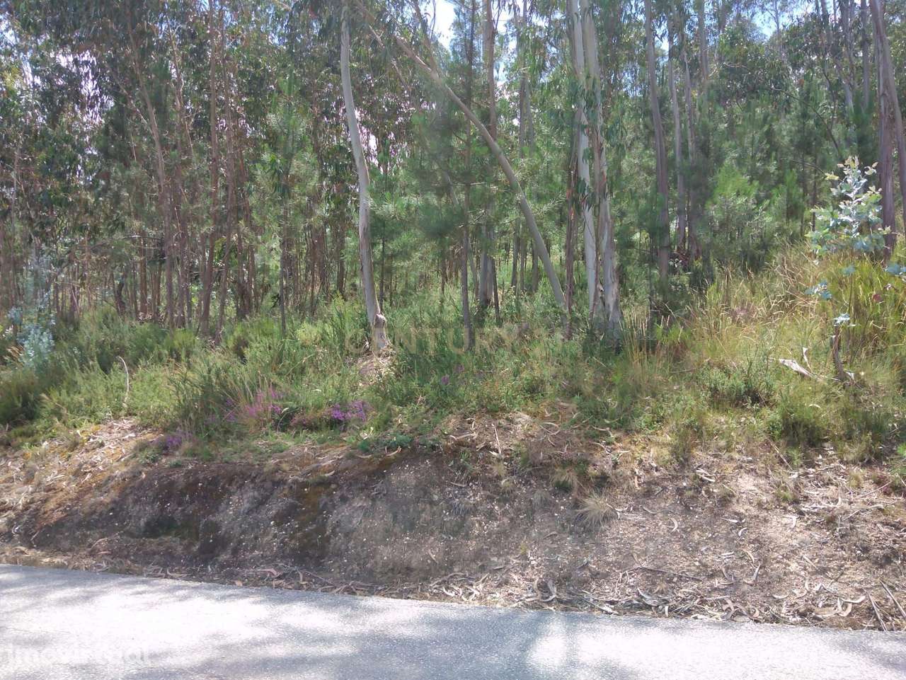 Terreno para construção de moradia em Soure - Grande imagem: 3/15