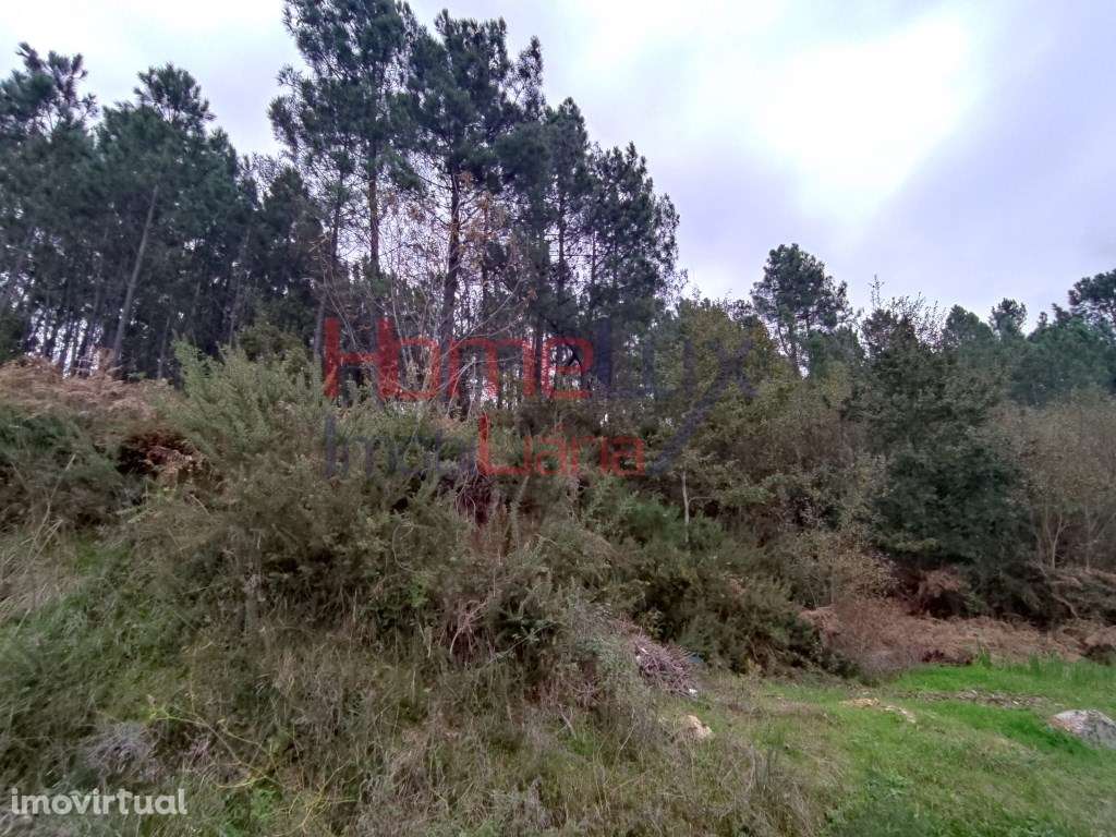 Terreno em Castro Daire - Grande imagem: 3/13