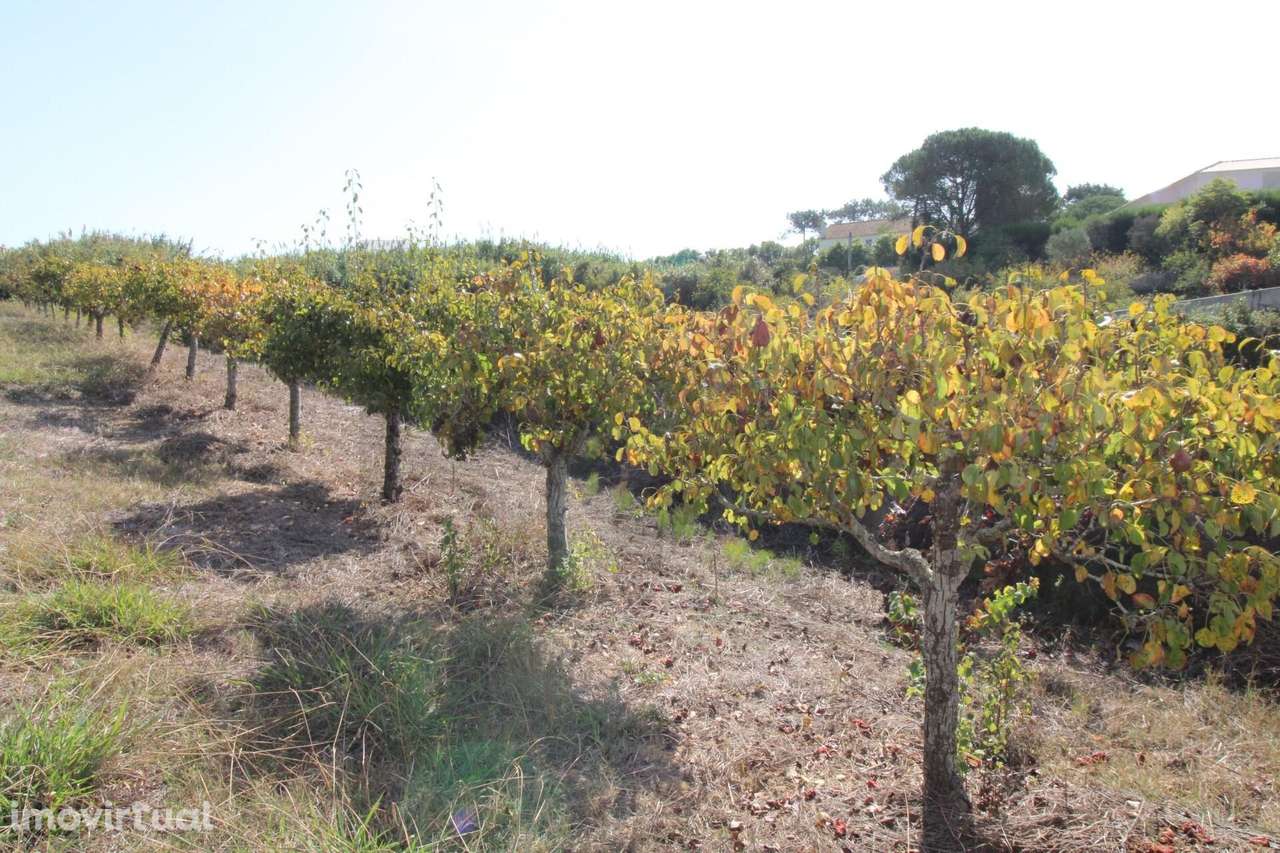 Terreno rústico - Casal da Serra / Mafra - Grande imagem: 2/27