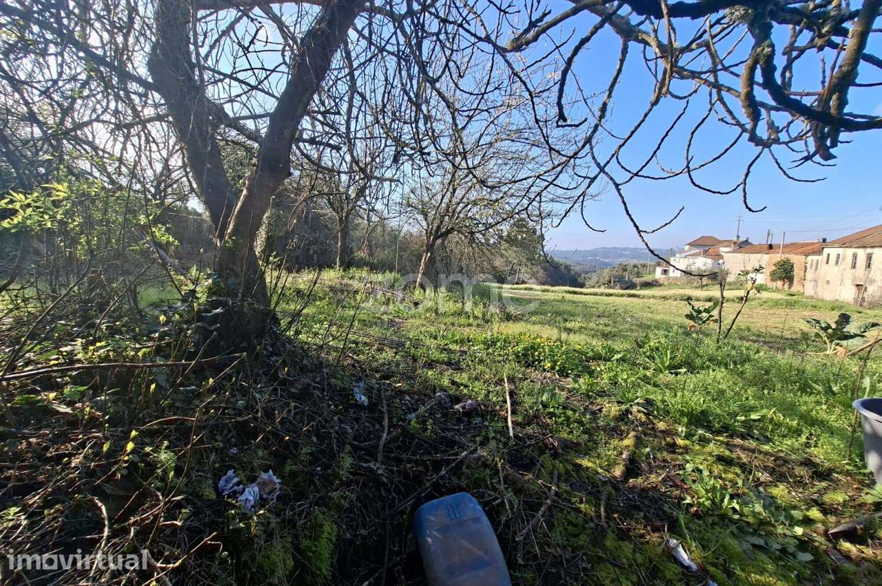 Quinta com 9 mil m2 na Póvoa da Rainha Santa- P. da BEIRA - ARGANIL - Grande imagem: 5/15