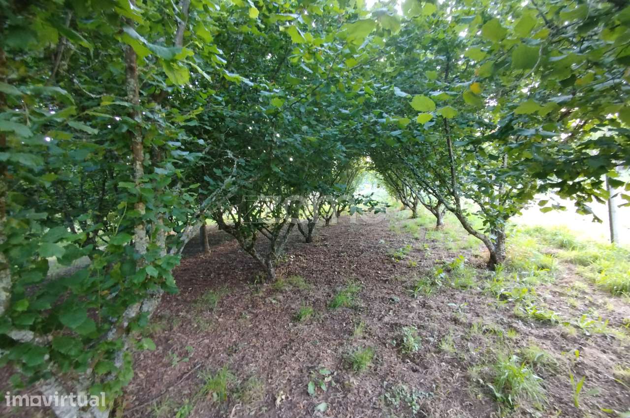 Terreno, 1 538 m², Viseu - Grande imagem: 2/18