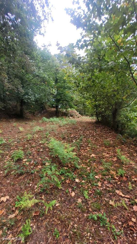 Terreno - Parada de Bouro - Grande imagem: 5/8