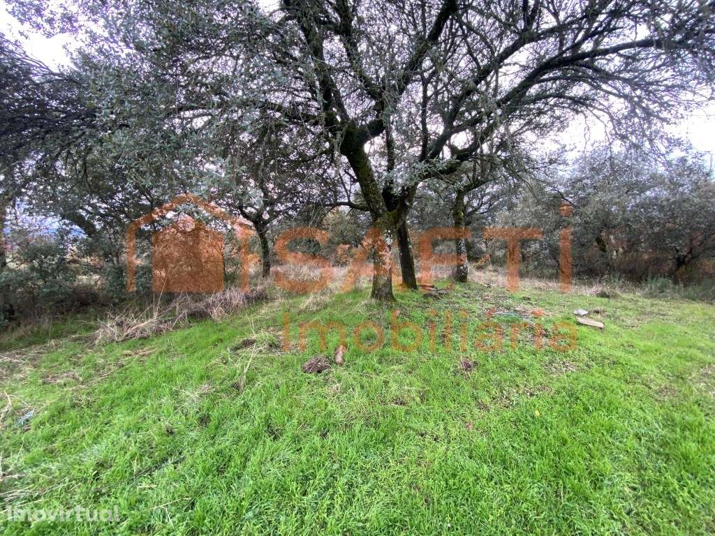 Olival de Excelência com 2,2 Hectares em Macedo de Cavaleiros - Pro... - Grande imagem: 3/32