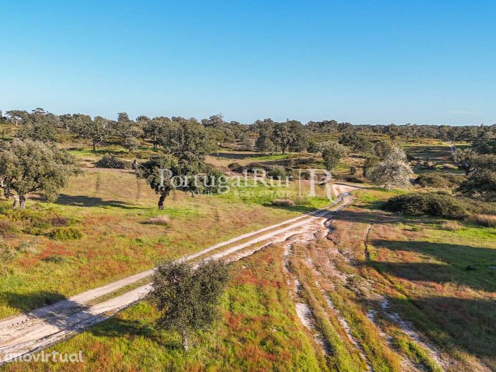 Herdade de 102 hectares com montado e Olival - Grande imagem: 5/36