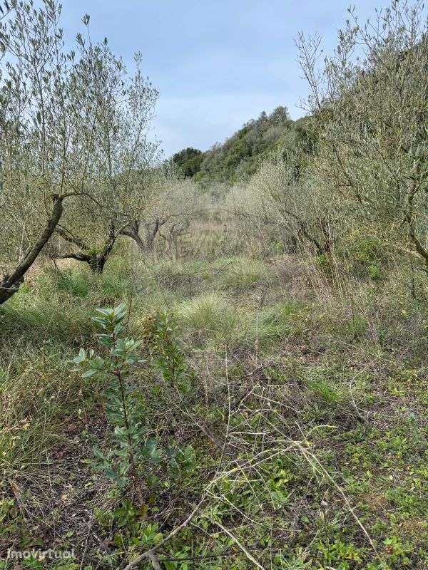 Terreno  para venda - Grande imagem: 3/5