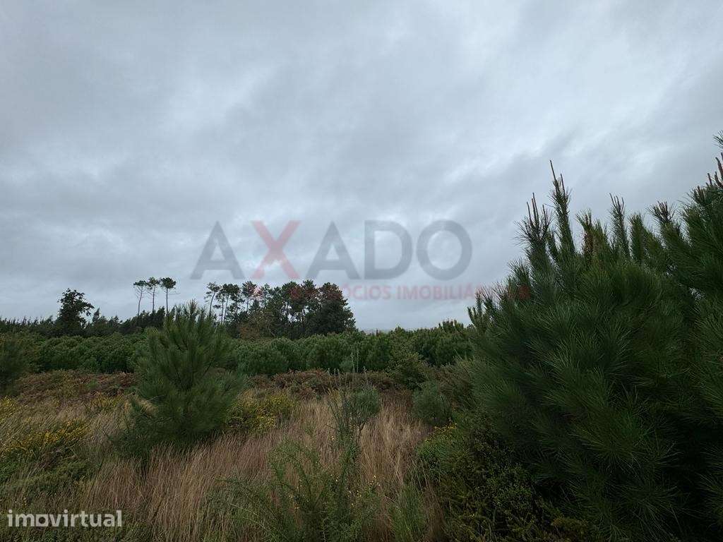 Terreno para construção na Folgosa da Madalena - Grande imagem: 5/7