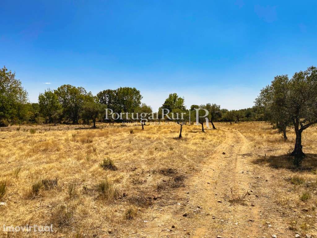 Terreno rústico com 13.900 m² em Monsanto - Grande imagem: 3/7