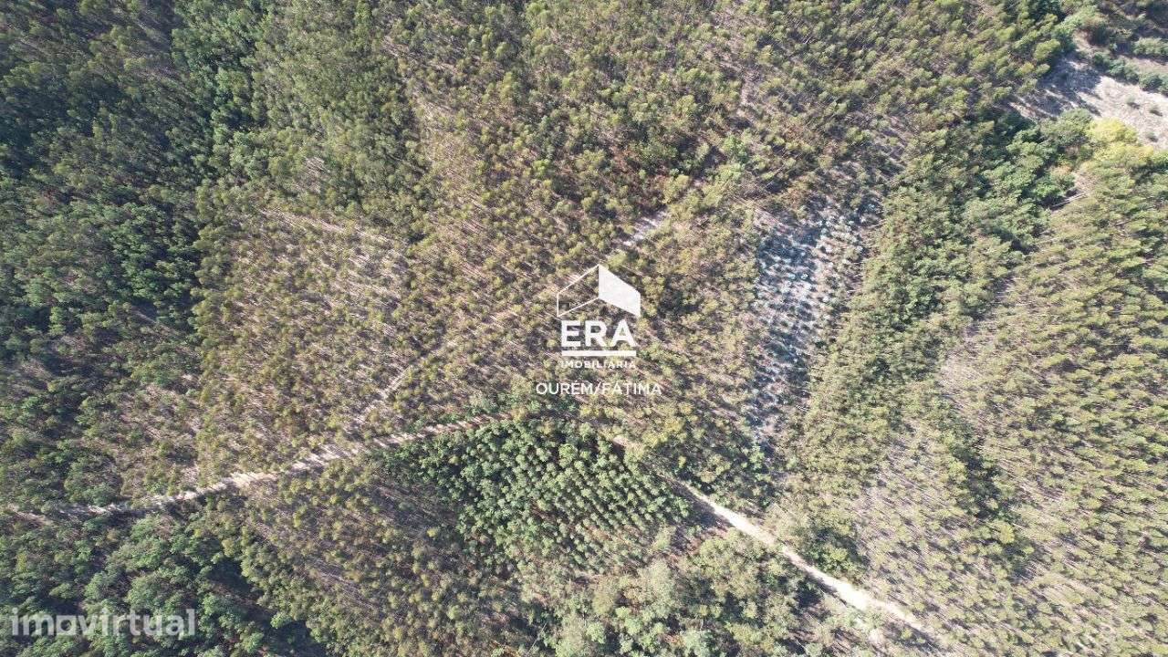 Terreno Rústico localizado no Cercal, Ourém - Grande imagem: 3/21