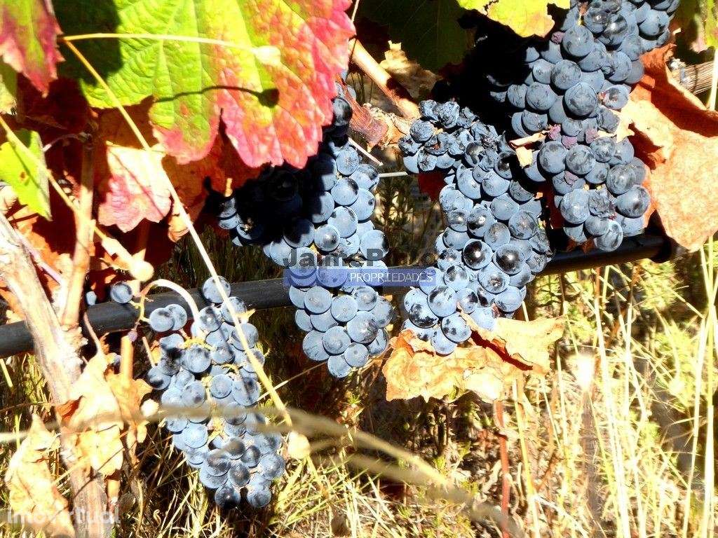 Olival, Amendoal e Vinha, totalizando 141ha. Portugal, Foz Côa. - Grande imagem: 2/9