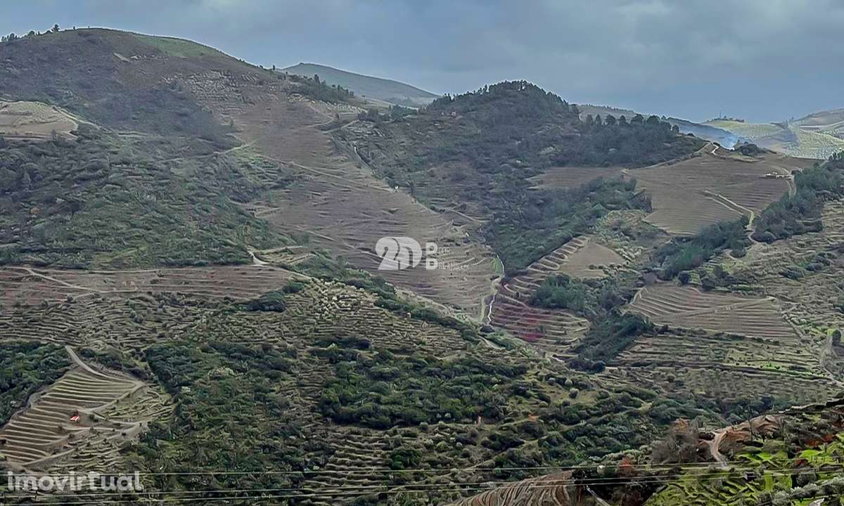 Quinta - Tabuaço - Grande imagem: 3/12