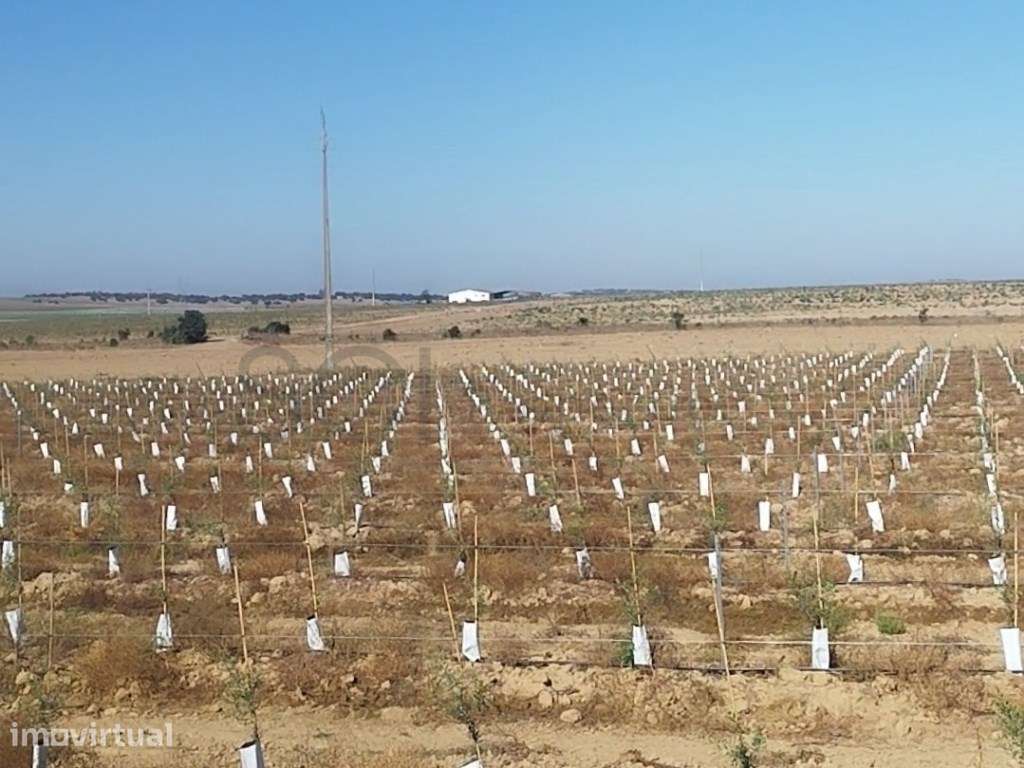 Olival super intensivo. Invista no futuro da agricultura de excelên... - Grande imagem: 5/23