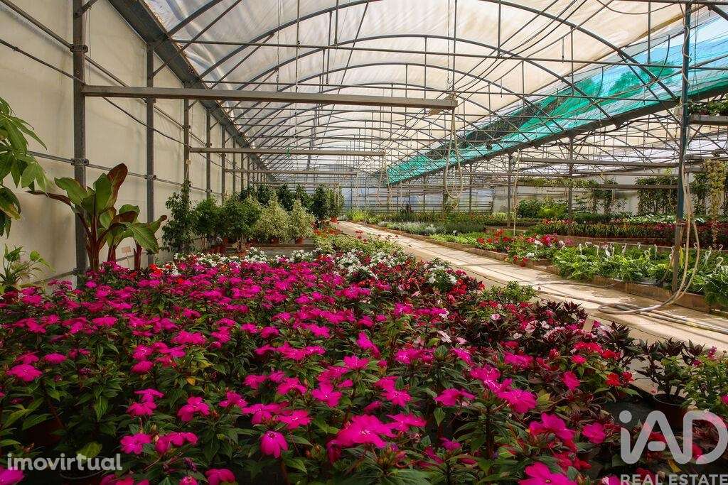 Loja / Estabelecimento Comercial em Ramalhal de 8000,00 m2 - Grande imagem: 2/29