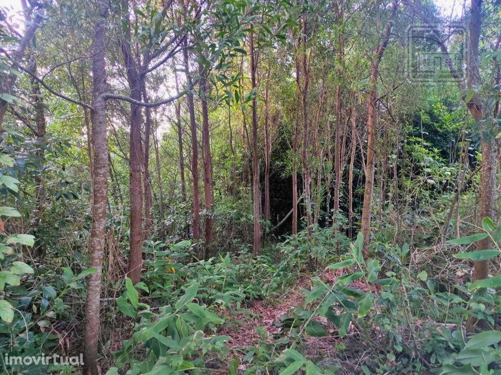 TERRENO para VENDA - São Vicente Ferreira, Ponta Delgada, Ilha de S... - Grande imagem: 2/30