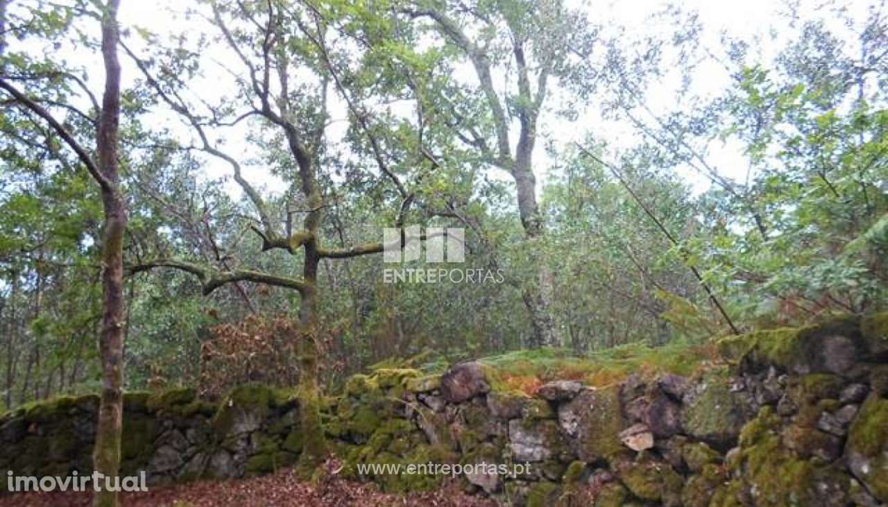 Terreno Florestal - Areosa - Grande imagem: 2/4