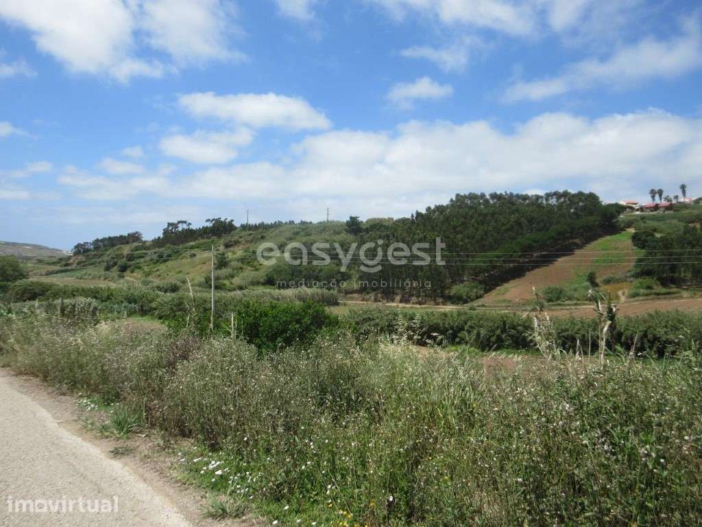 Terreno agrícola de 5920 m2 em Vale Verde, muito perto da Lourinhã - Grande imagem: 4/16