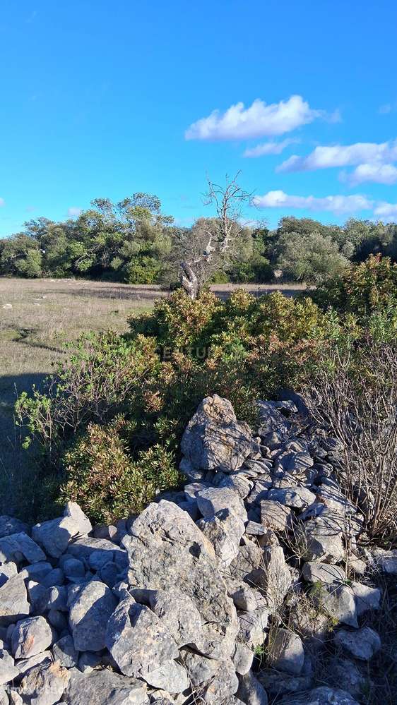 Terreno Rústico nas Almargens. - Grande imagem: 5/7