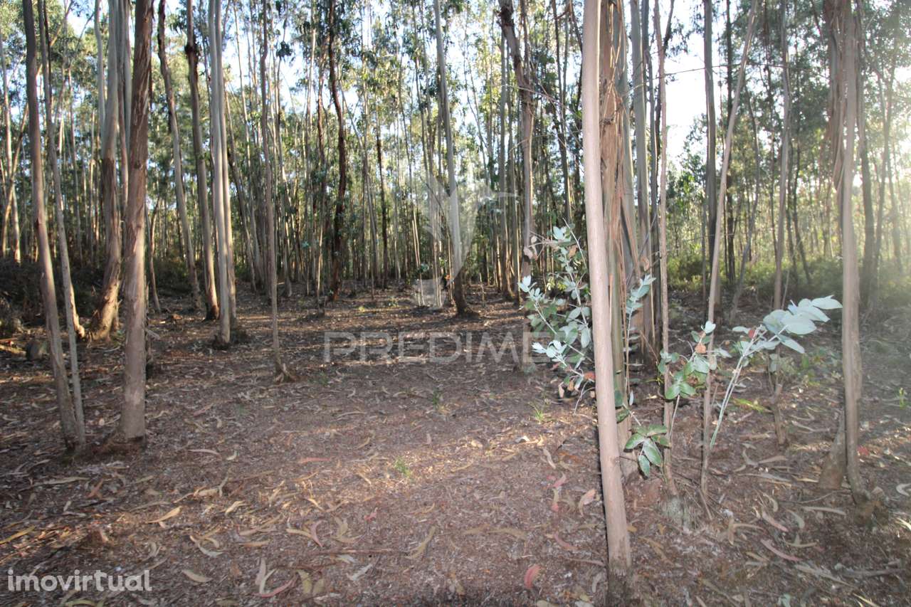 Terreno rústico com viabilidade construtiva, Lagares, Penafiel - Grande imagem: 3/19