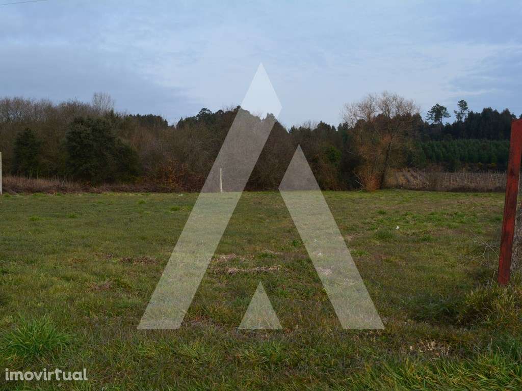 Terreno Rústico em Anadia - Grande imagem: 4/14