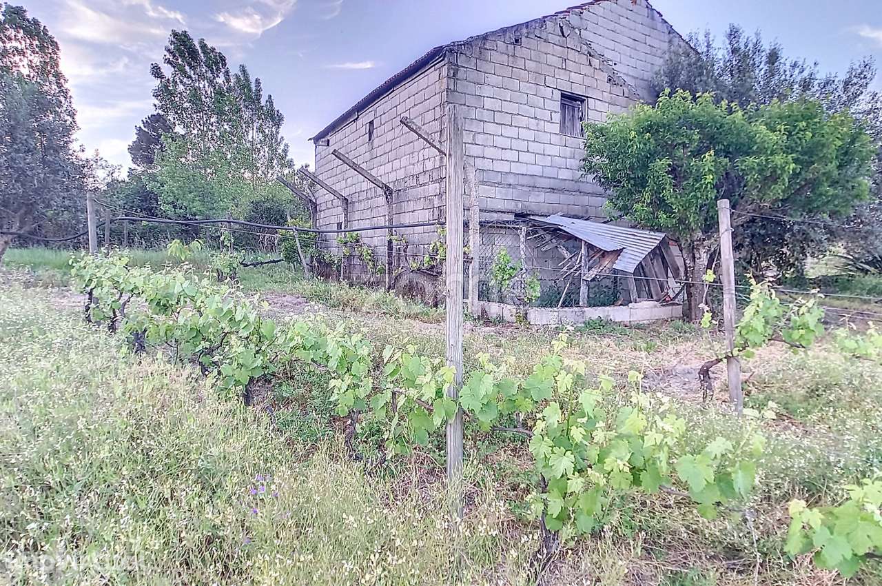 Vinha Nova de boa produção - Grande imagem: 3/22