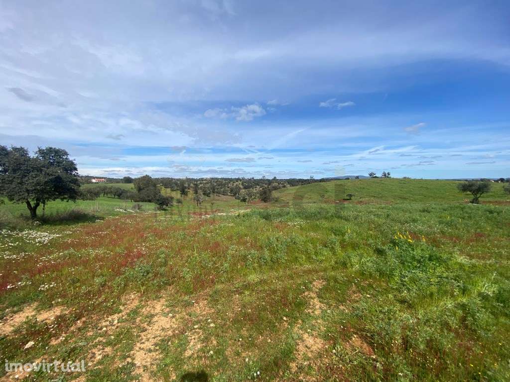 Terreno Rustico com Olival em Vila Nova de São Bento - Serpa - Grande imagem: 5/31