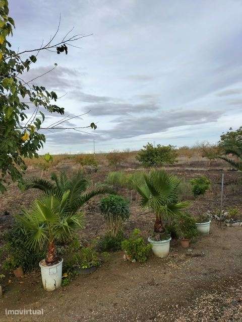 Quinta, para venda, Beja - Beja - Grande imagem: 2/15