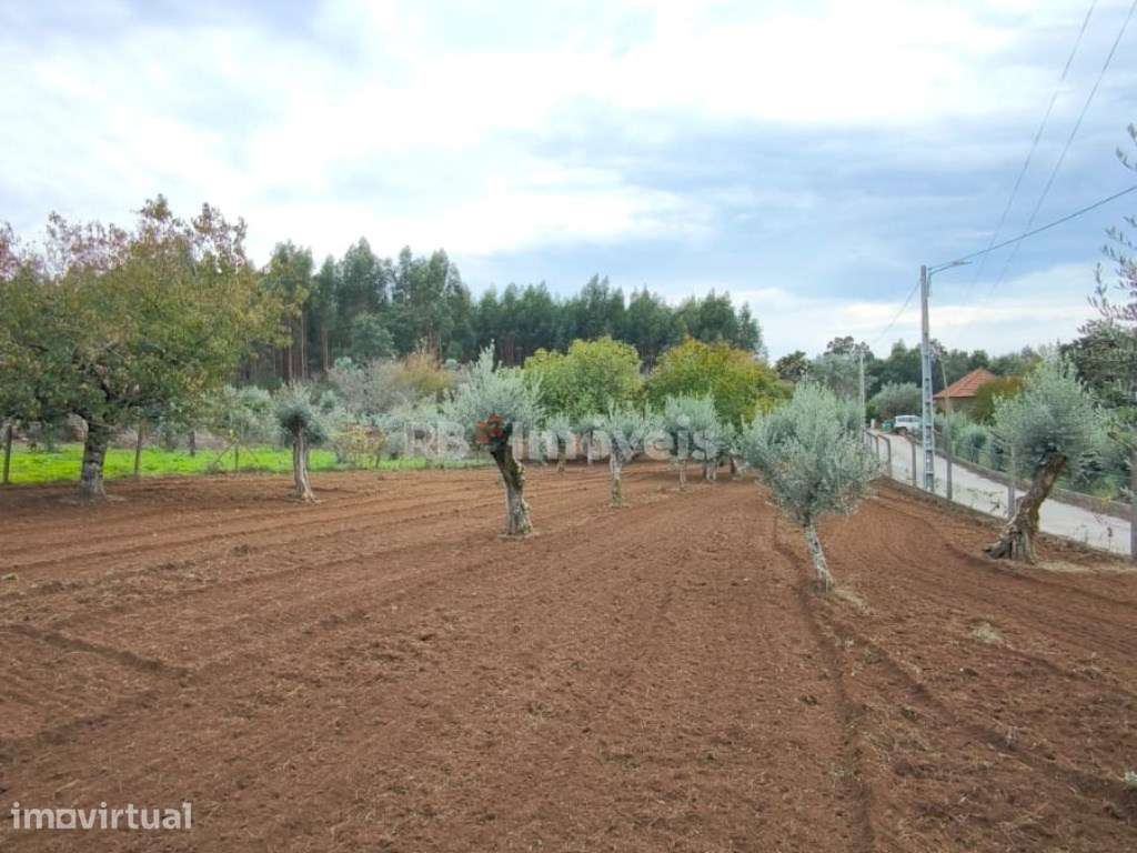 2 Terrenos Rústicos com PDM - Carril, Ferreira do Zêzere - Grande imagem: 3/21