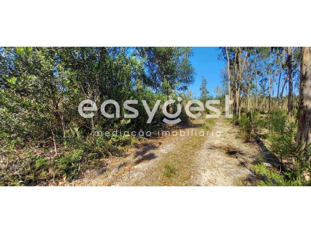 Terreno Rústico - em Cantanhede - perto da Zona Industrial - Grande imagem: 4/11