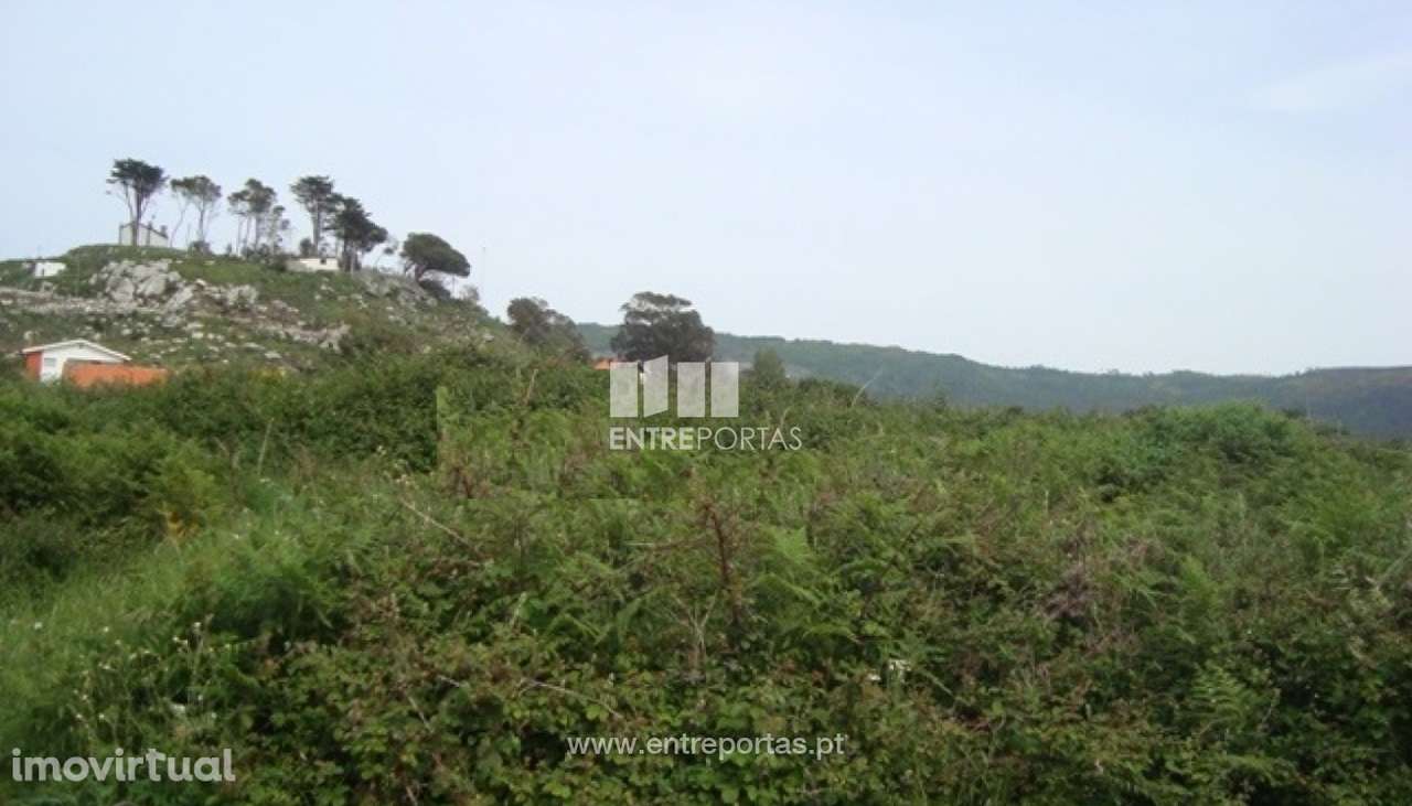 Terreno Agrícola - Afife - Grande imagem: 4/4