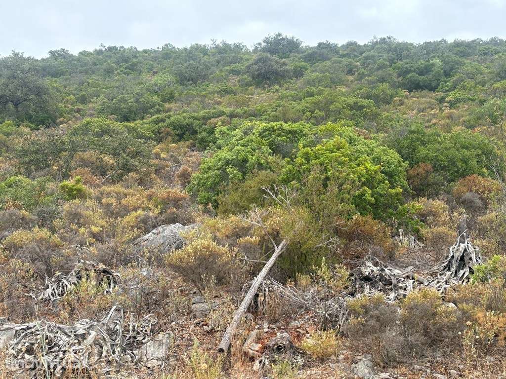 Terreno Agrícola de 10.900 m² entre Salir e Tôr, Algarve - Grande imagem: 2/16
