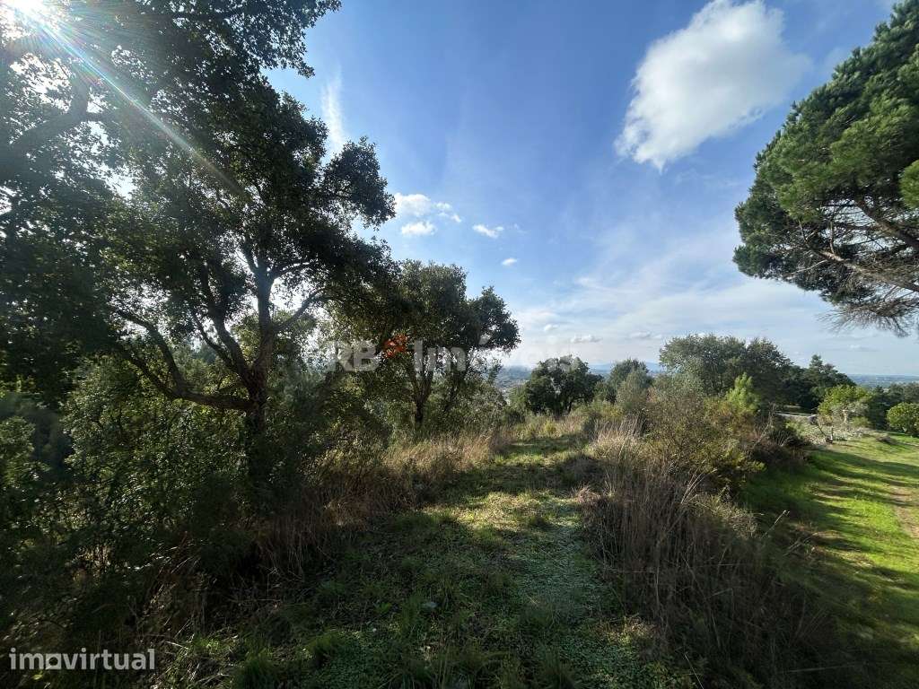 Terreno rústico com 6280m² - Pero Calvo, Tomar - Grande imagem: 2/14