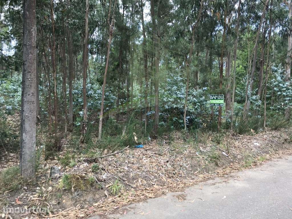Terreno para Venda em São Pedro da Torre - Grande imagem: 5/7