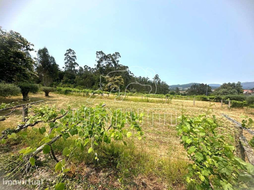 Terreno Agrícola - Vila Franca - Grande imagem: 4/5