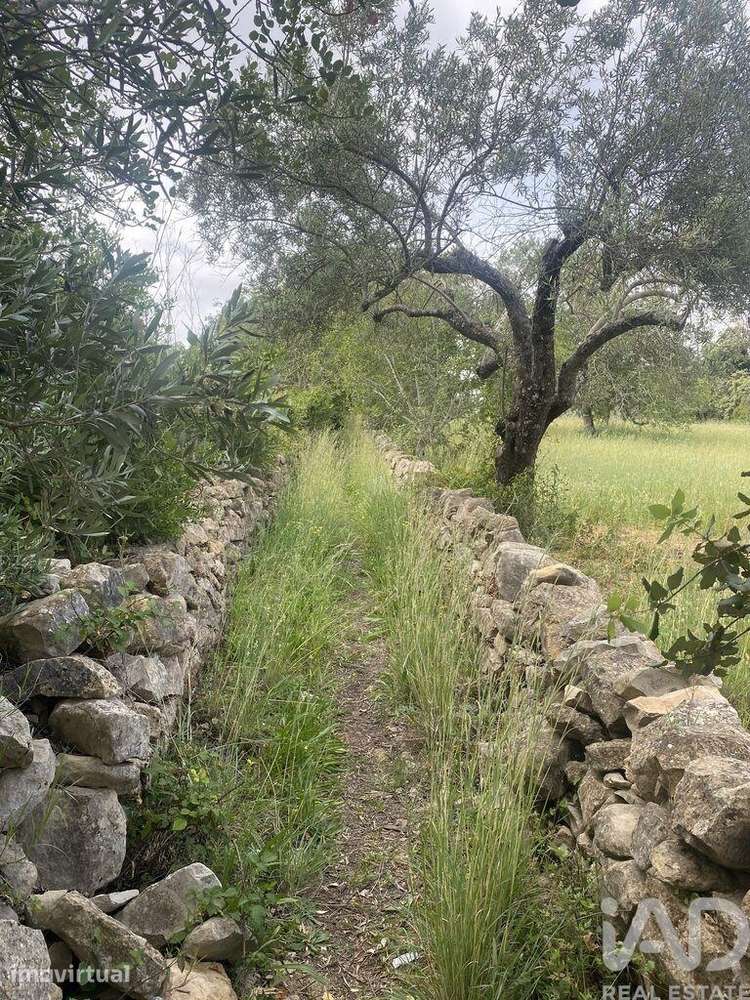 Terreno Agrícola em Santa Bárbara de Nexe - Grande imagem: 4/9
