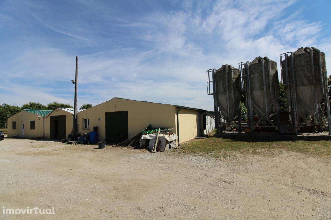 Aviário em Funcionamento-Excelente Rentabilidade - Grande imagem: 3/22