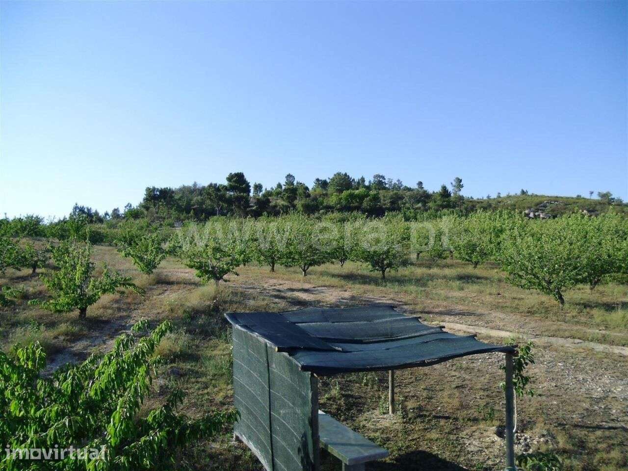 Terreno Rústico / Fundão, Vales Pêro Viseu - Grande imagem: 4/4